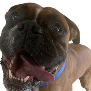 Buddy, the Pensionbuddy dog